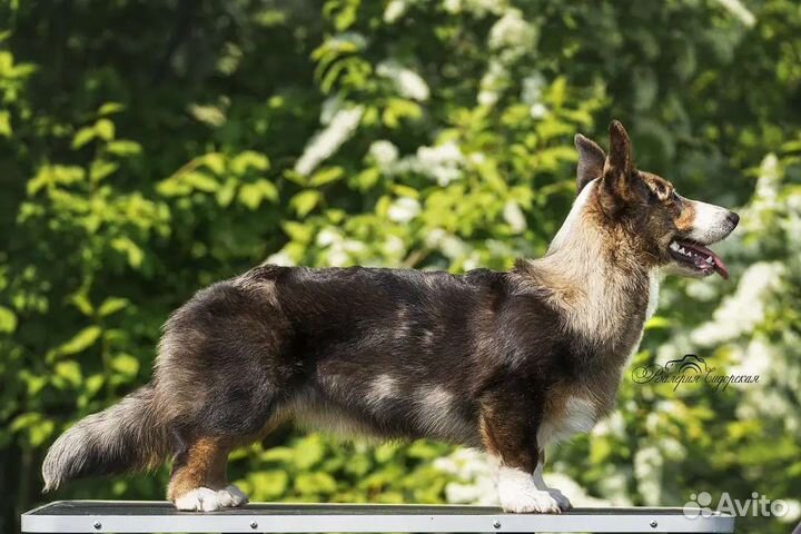 Вельш-корги