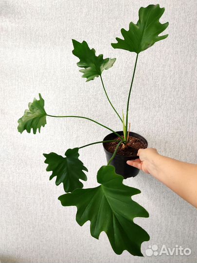 Филодендрон Селло Шангри-Ла