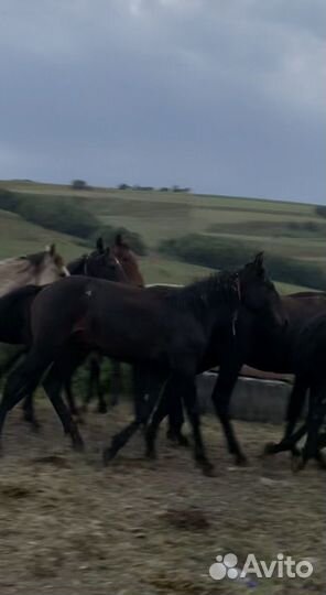 Элитный жеребчик