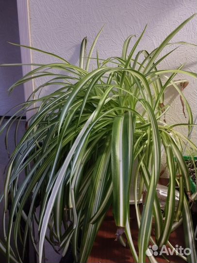 Комнатные цветы