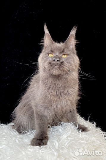 Мейн-кун девочка