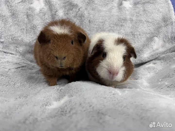 Морские свинки американский тедди девочки