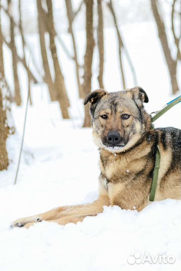 Красавец Тедди будет верным другом