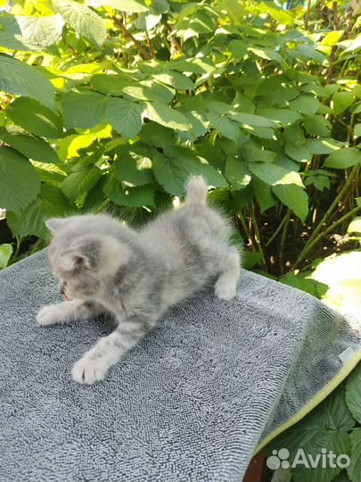 Котята бобтейлы