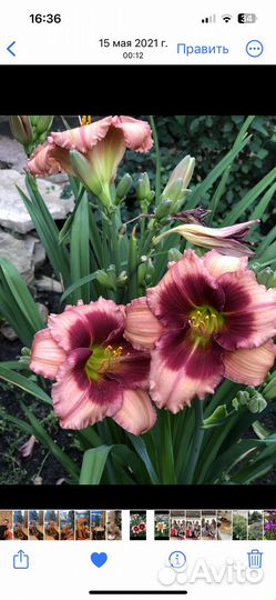 Многолетние садовые цветы