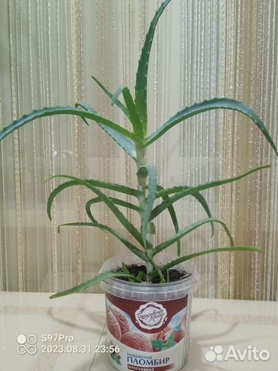 Алоэ столетник лечебный