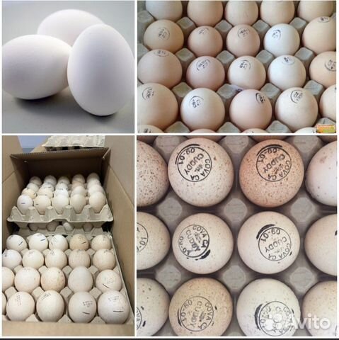 Инкубационное яйцо импортное круглый год