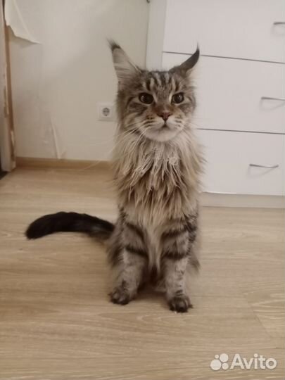 Передержка животных