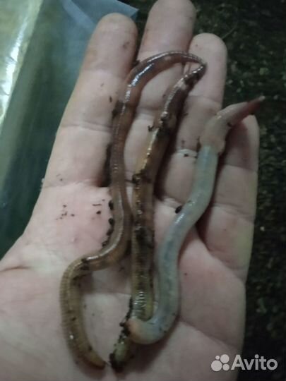 Крупный червь Дендробена оптом от 1 кг