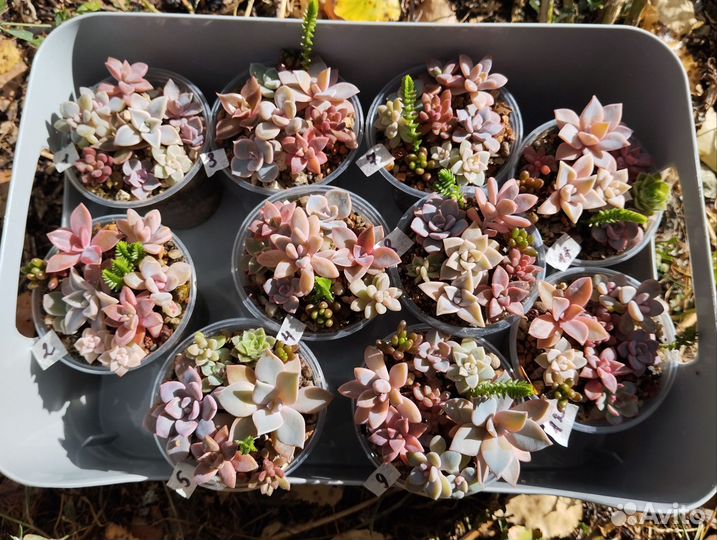 Композиции в подарок