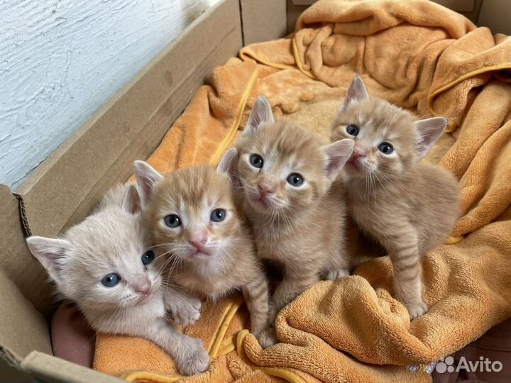 Отдадим котят