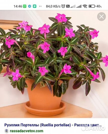 Цветы в ассортименте