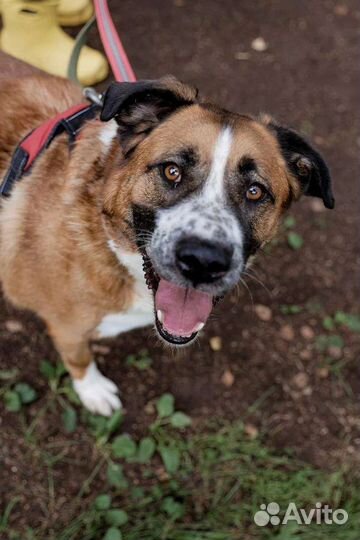 Собака из приюта ищет дом