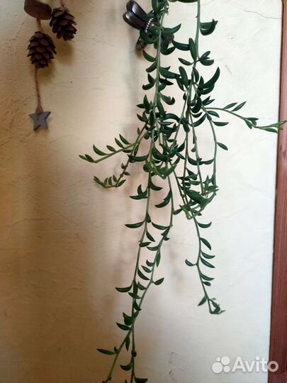 Крестовники