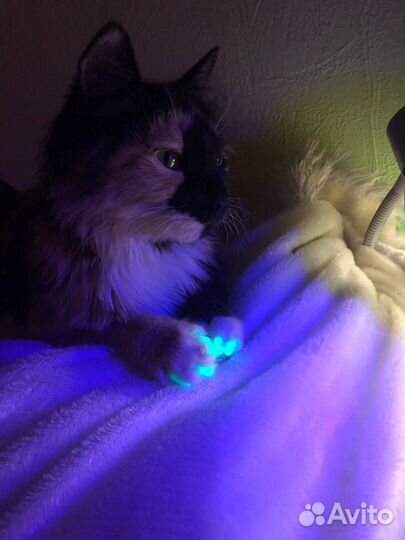 Передержка животных (любых)