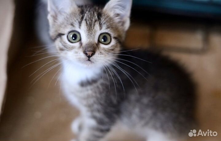 Кошечка в добрые руки