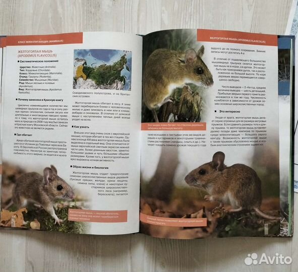 Красная книга. Дикие животные России