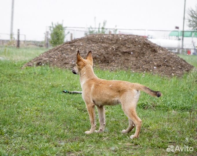 Щенок мальчик в добрые руки
