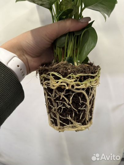 Антуриум микс