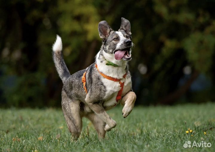 Собака в добрые руки