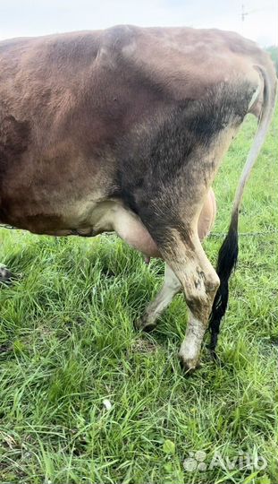 Корова джерси