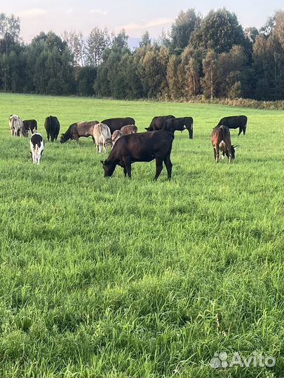 Телки и быки на мясо