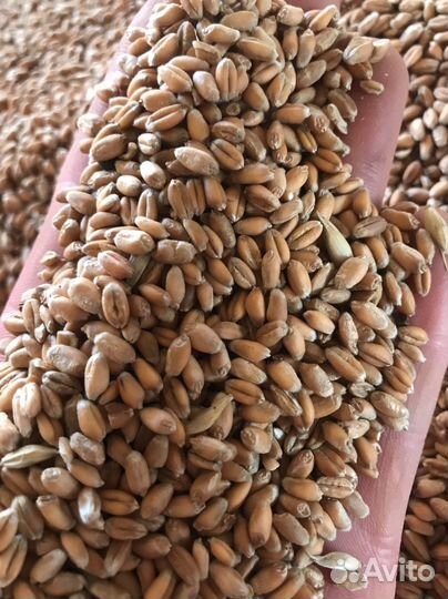Продам пшеницу