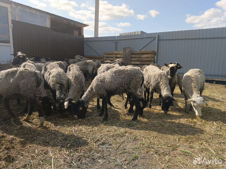 Бараны оптом