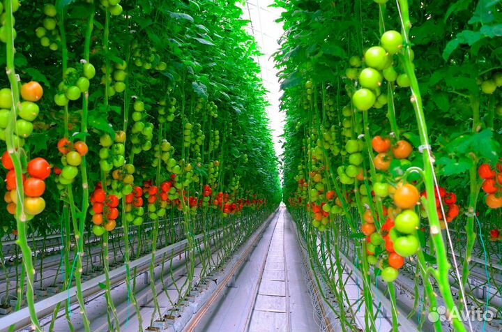 Работник теплицы