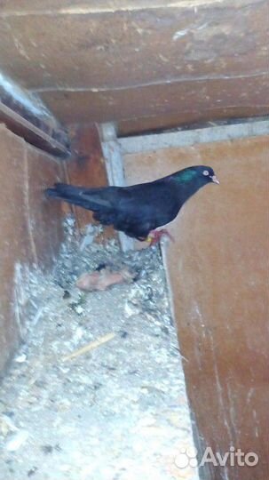 Голуби бакинцы и такла