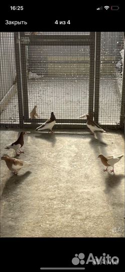 Голуби кормилки