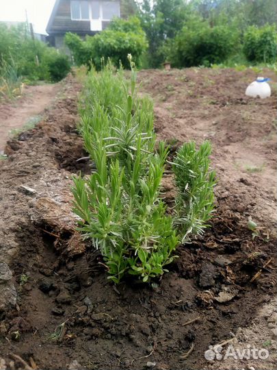 Лаванда розовая