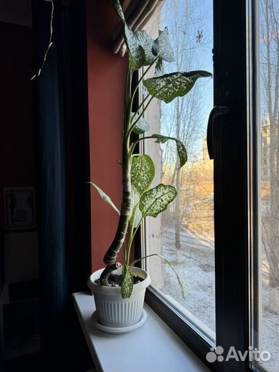 Диффенбахия