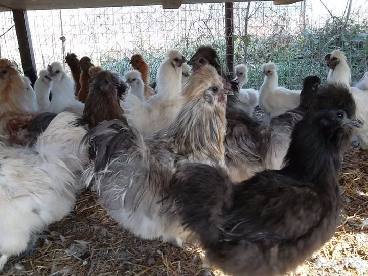 Китайские шелковые - цыплята