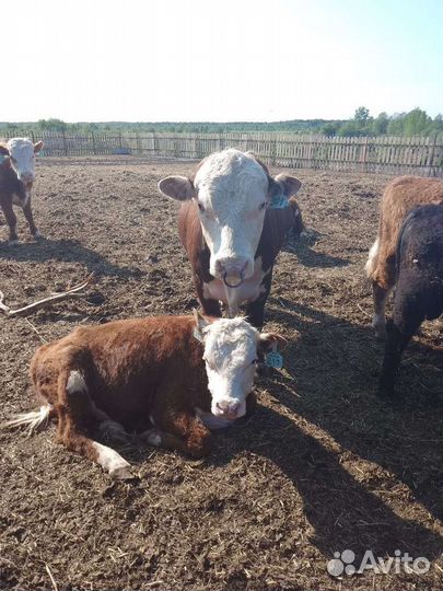 Быки на племя