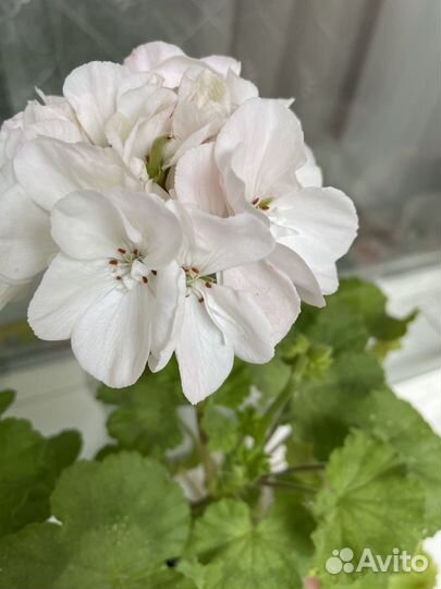 Черенок укорененный пеларгонии коллекционной