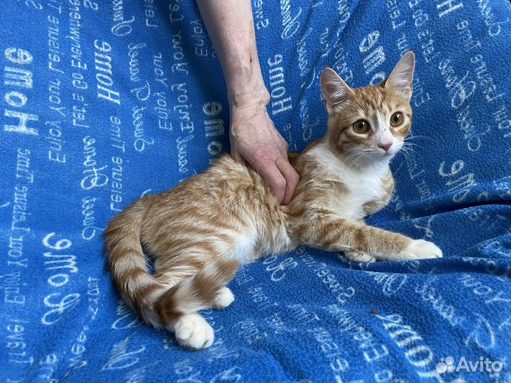 Рыжее счастье 6 мес в дар