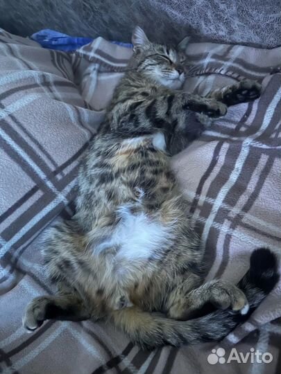 Кошечка ищет дом