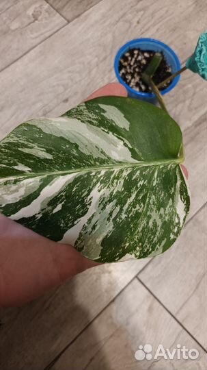 Монстера альба