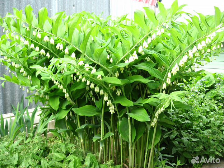 Купена лекарственная