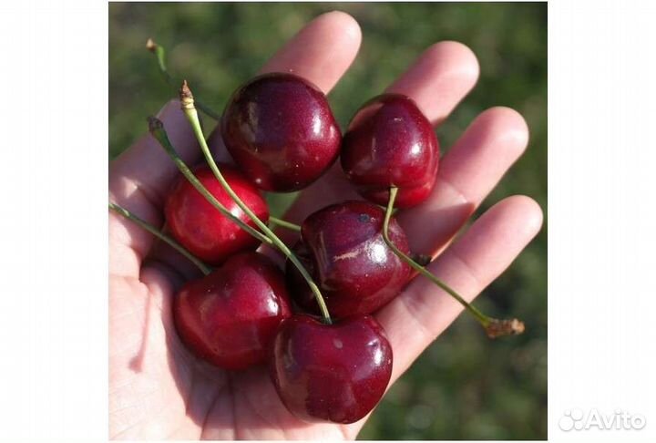 Черешня саженцы 3 летки