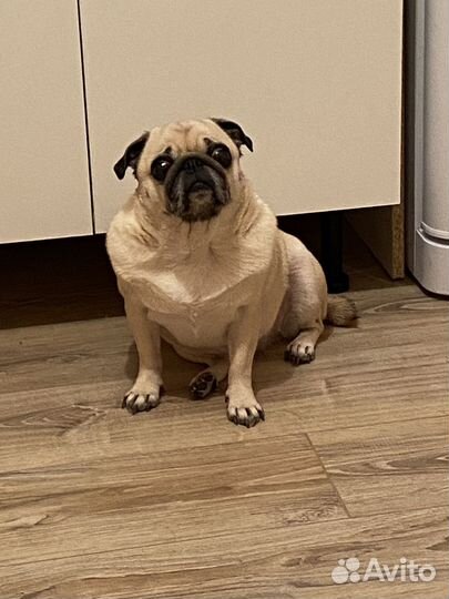 Мопс в добрые руки