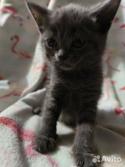 Вислоухие котята и прямоухие