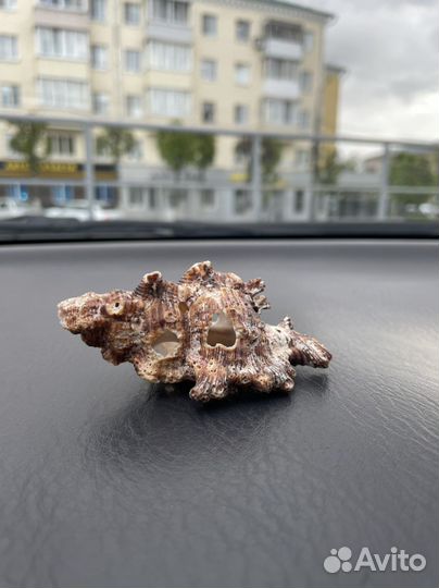 Ракушка морская большая