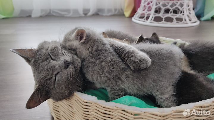 Котята 1 месяц