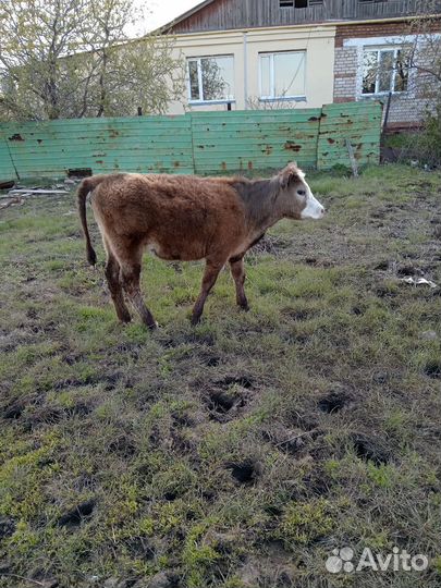 Корова стельная, 6 отел. Тёлка годовалая