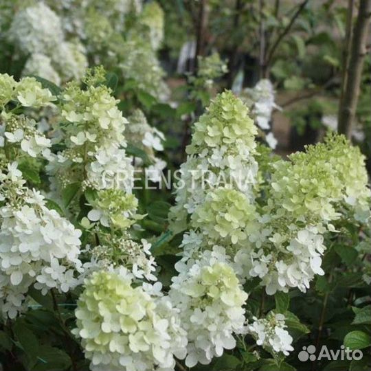 Гортензия метельчатая Долли/С25