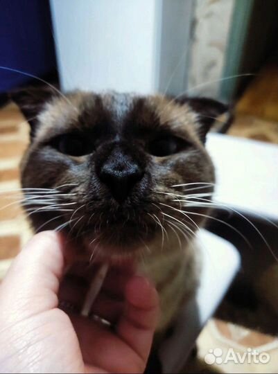 Кот в добрые руки