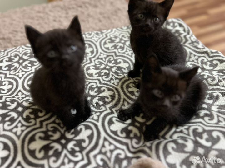Кошки бесплатно