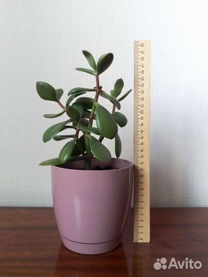 Толстянка (денежное дерево), алое, в горшках